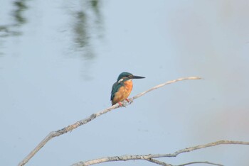 2021年10月9日(土) 多摩川二ヶ領宿河原堰の野鳥観察記録