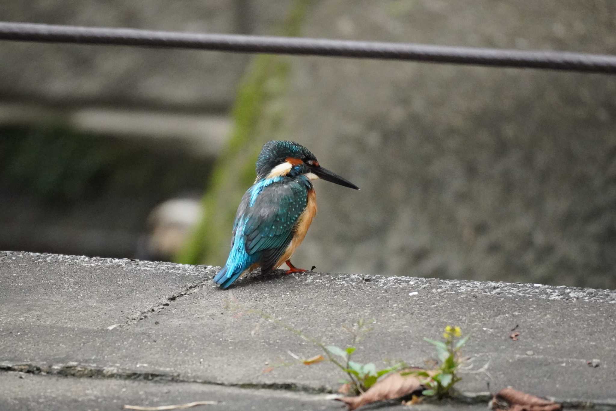 埼玉県 カワセミの写真 by どばと