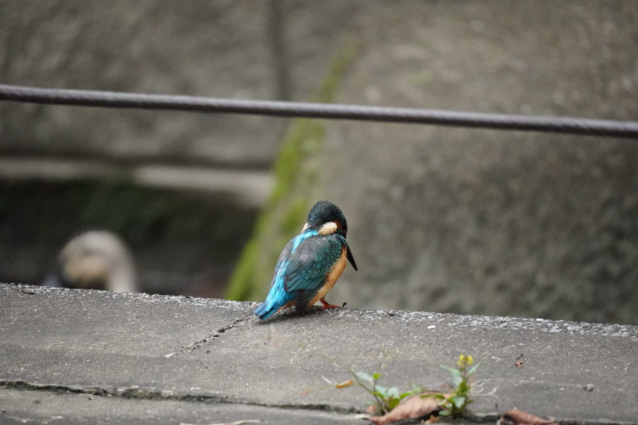 埼玉県 カワセミの写真 by どばと