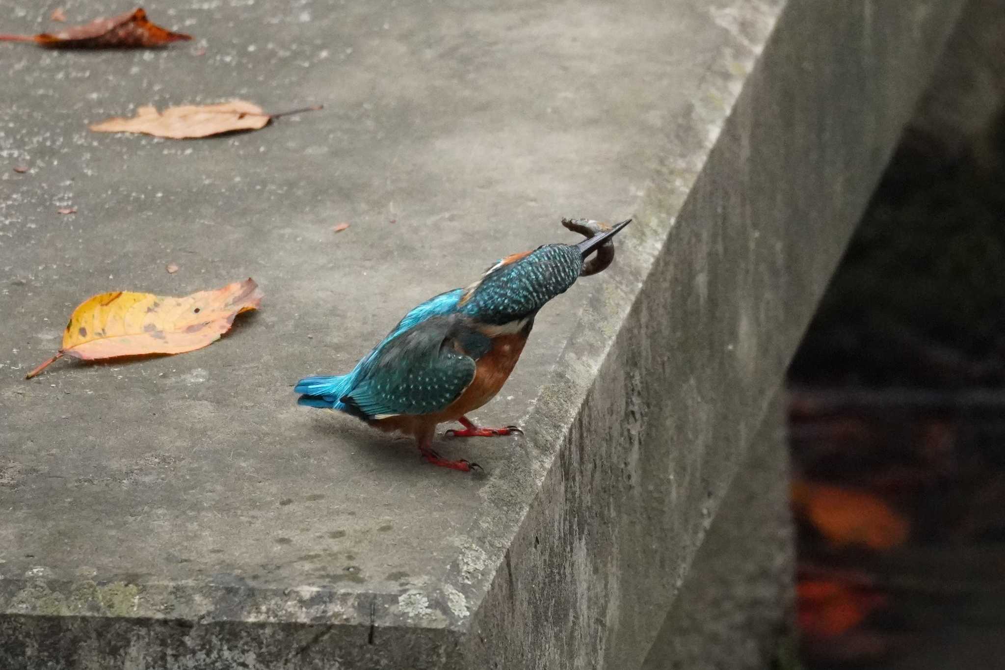 埼玉県 カワセミの写真 by どばと