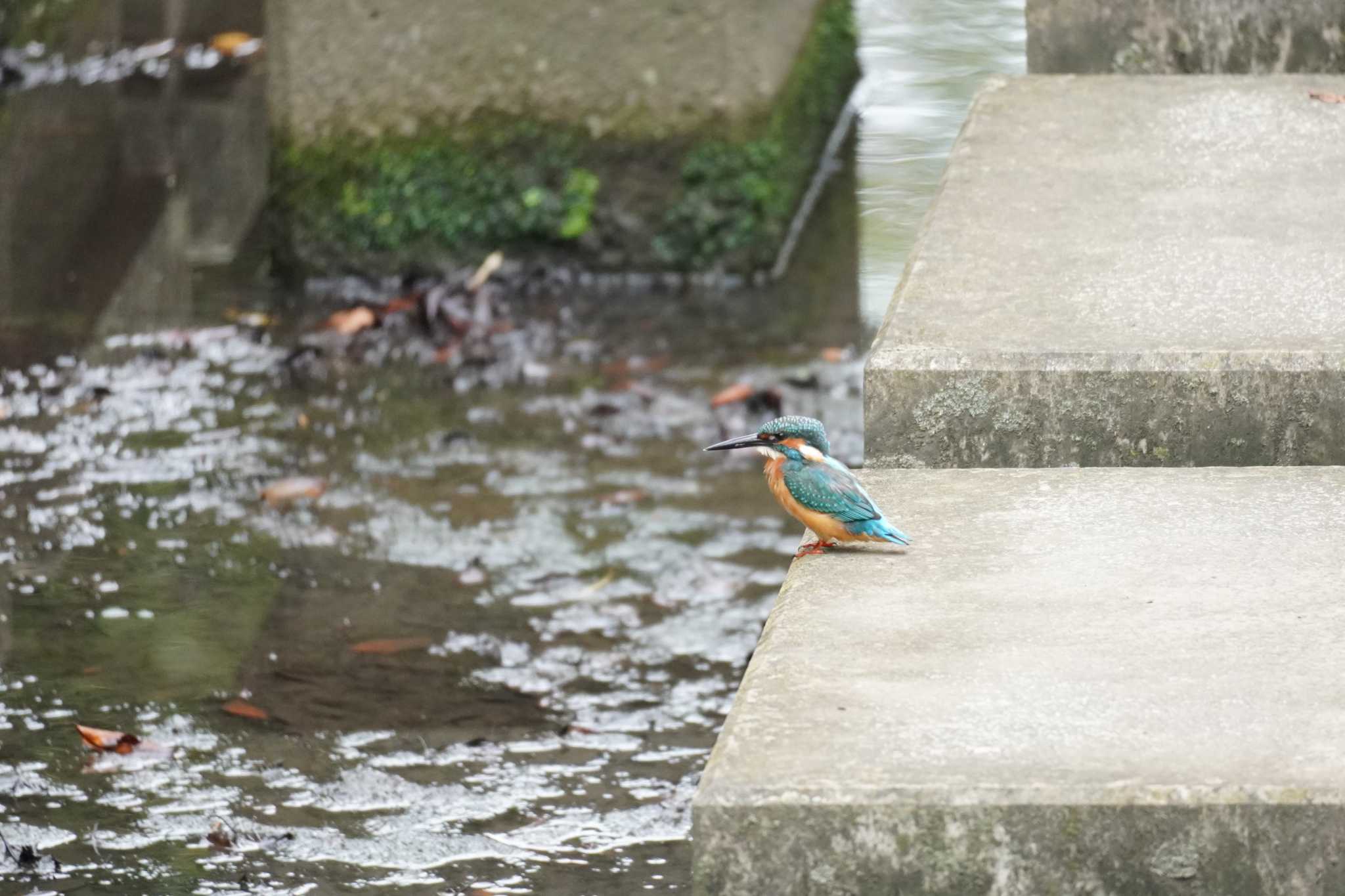 埼玉県 カワセミの写真 by どばと