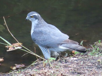 2021年10月9日(土) 座間谷戸山公園の野鳥観察記録