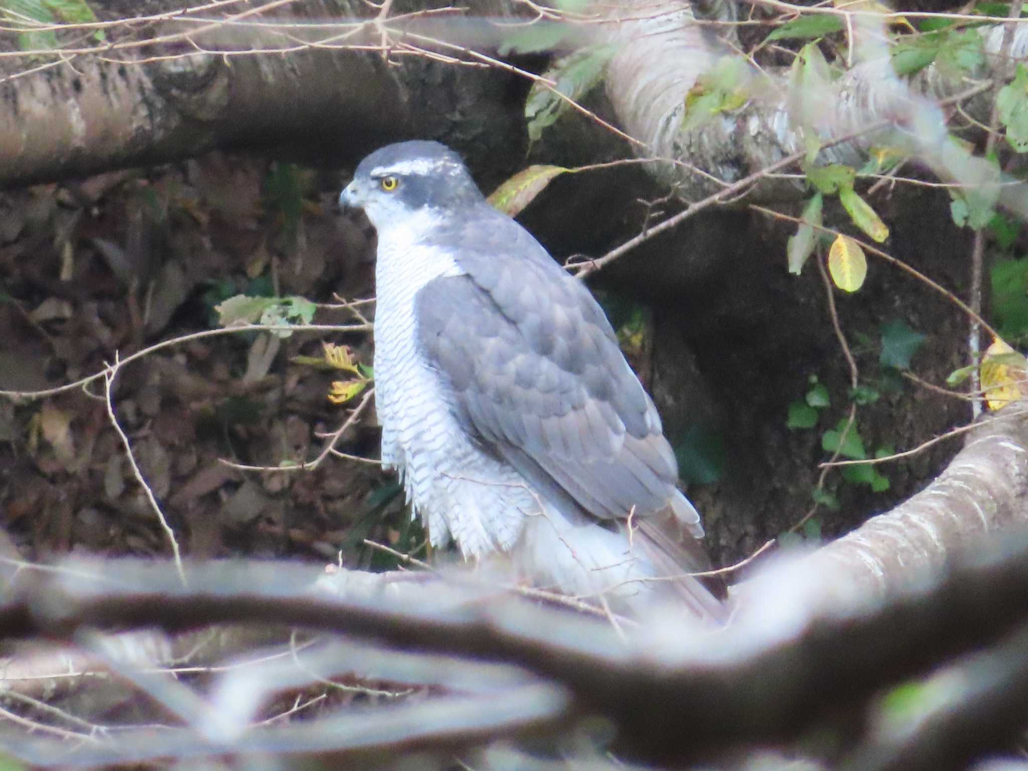 座間谷戸山公園 オオタカの写真 by ゆ