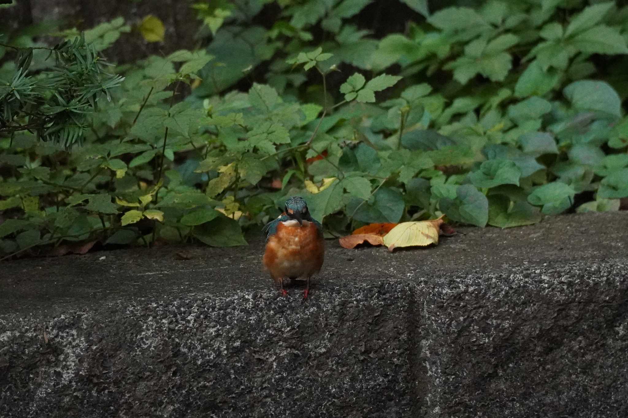 埼玉県 カワセミの写真 by どばと