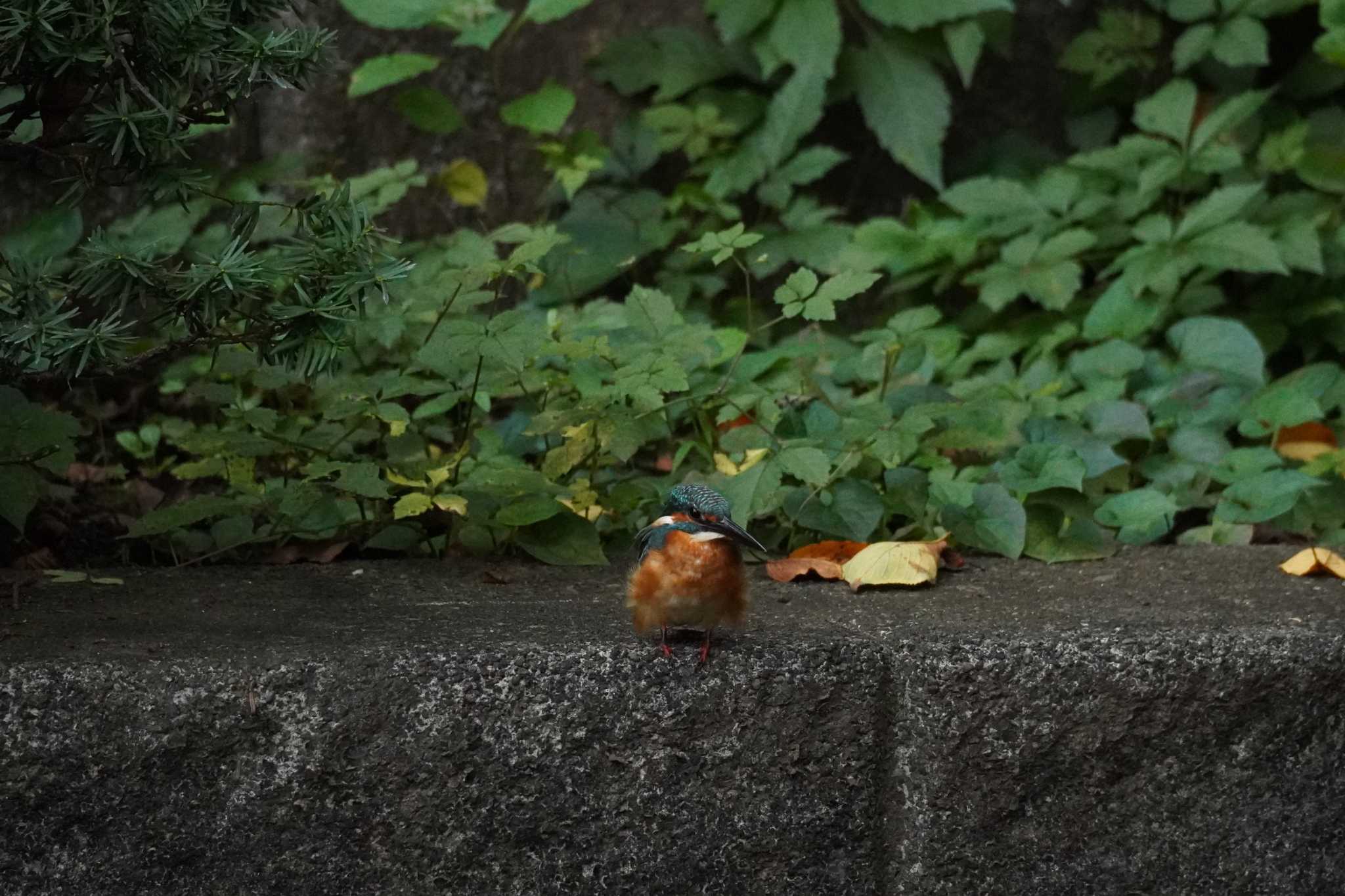 埼玉県 カワセミの写真 by どばと