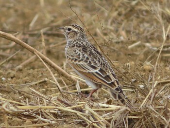 2021年10月9日(土) 座間新田宿の野鳥観察記録