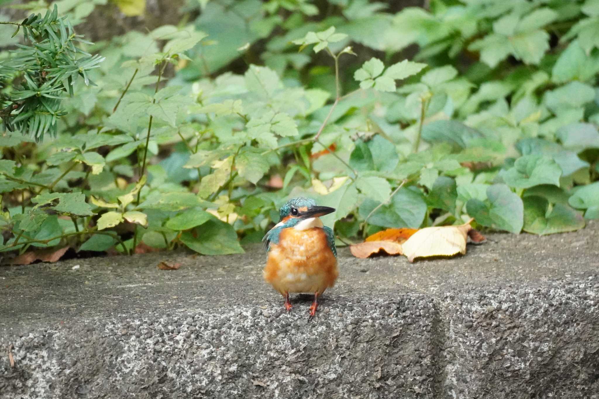 埼玉県 カワセミの写真 by どばと