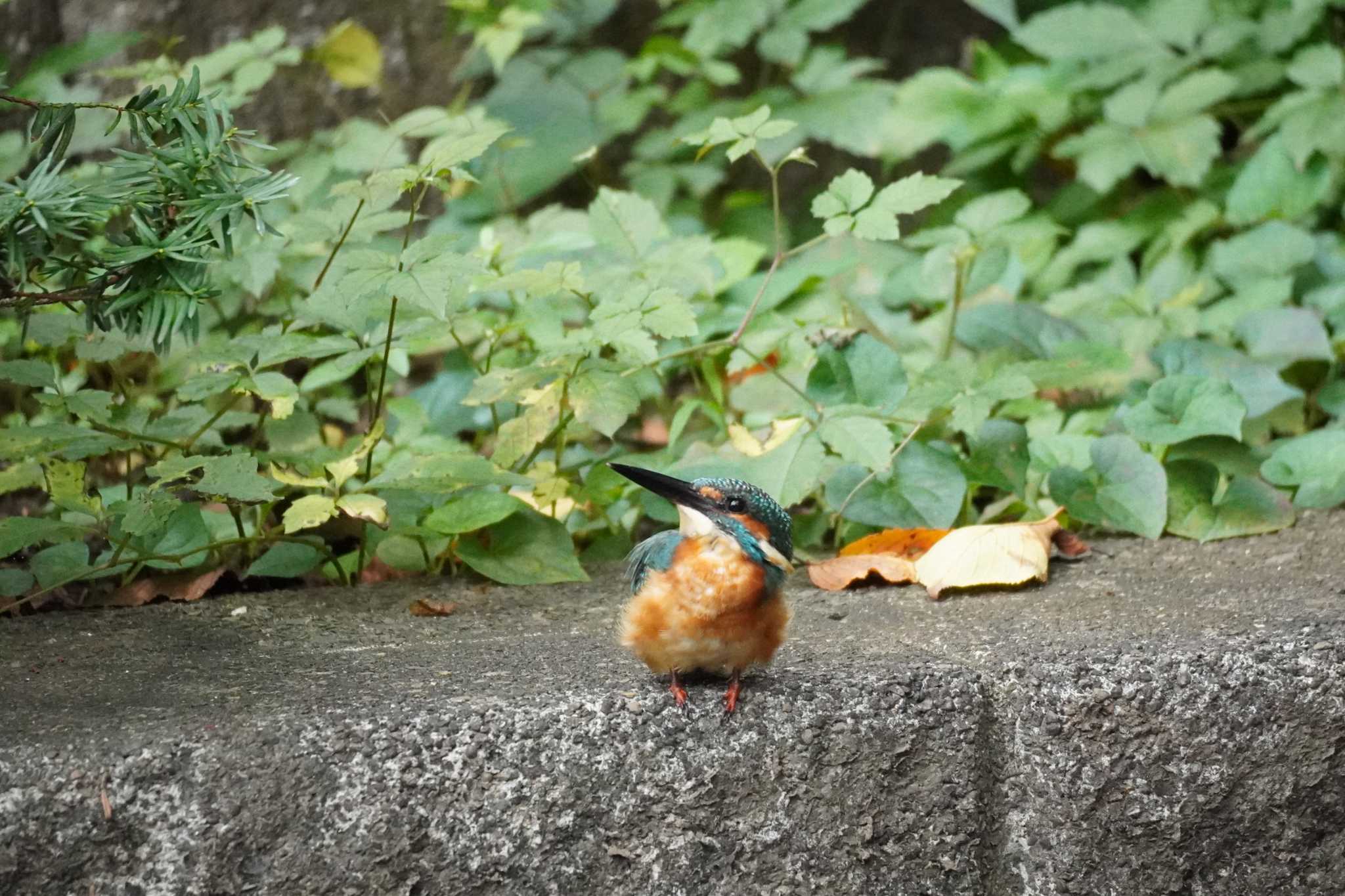 埼玉県 カワセミの写真 by どばと