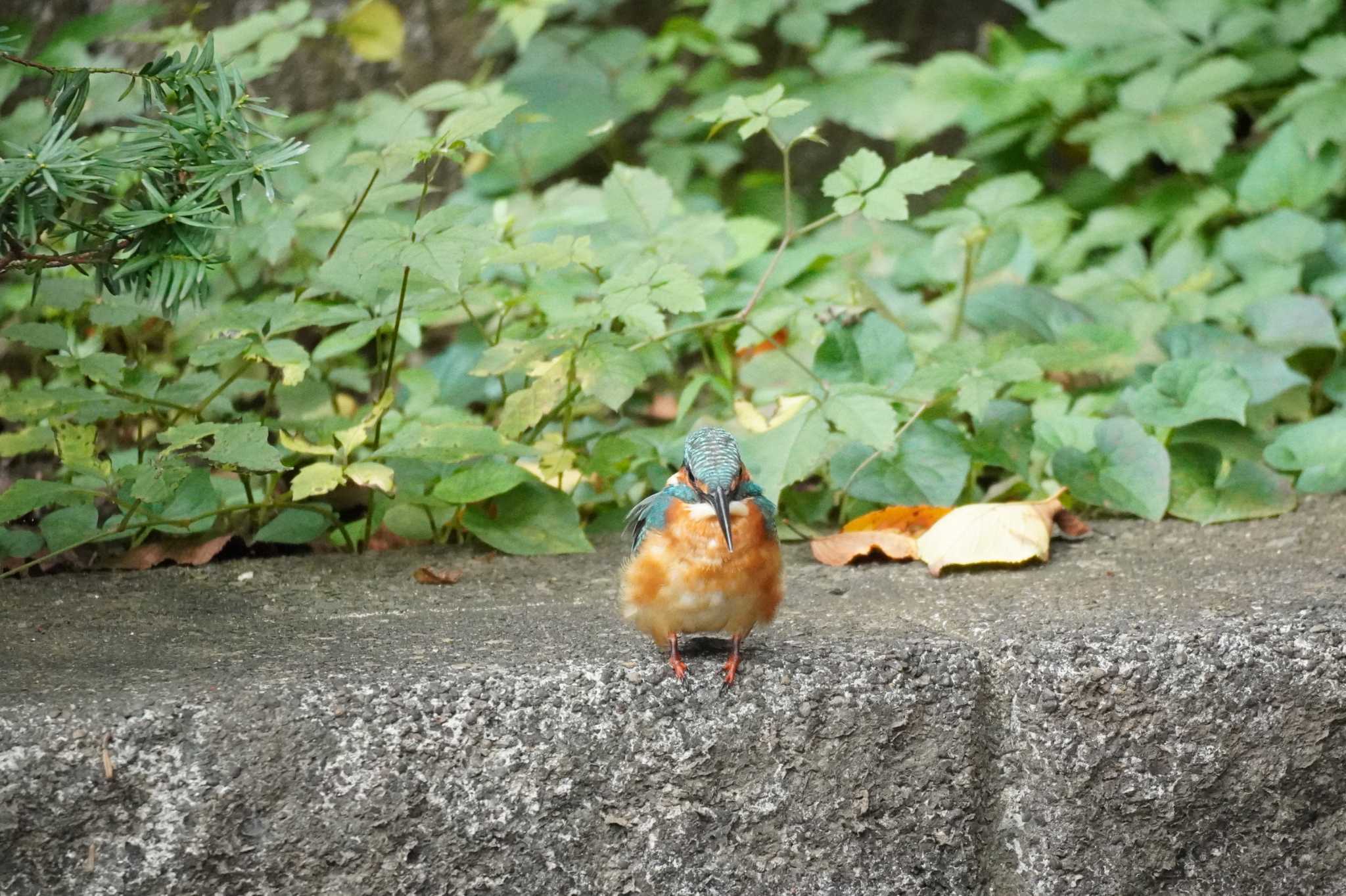 埼玉県 カワセミの写真 by どばと