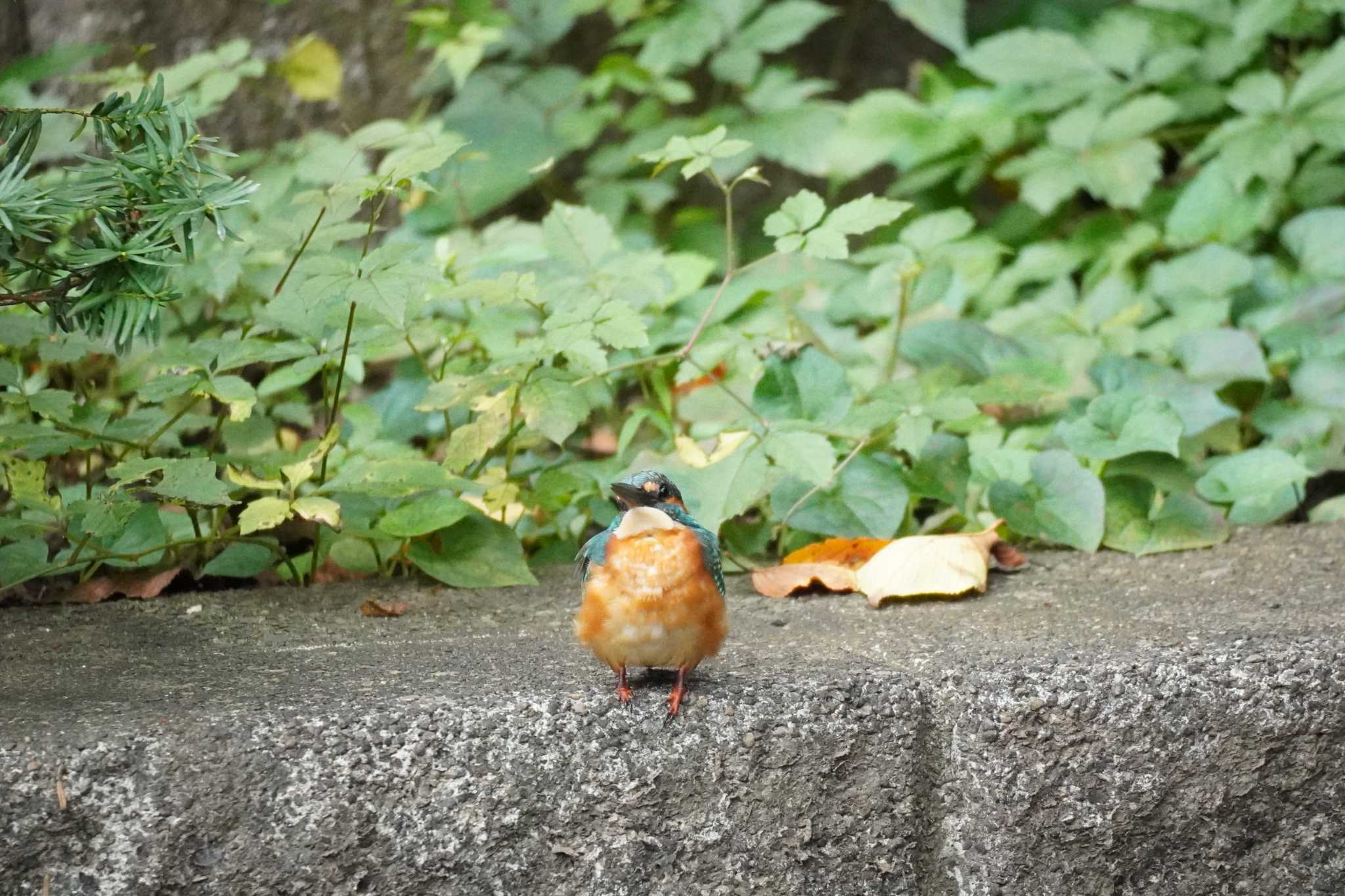 埼玉県 カワセミの写真 by どばと