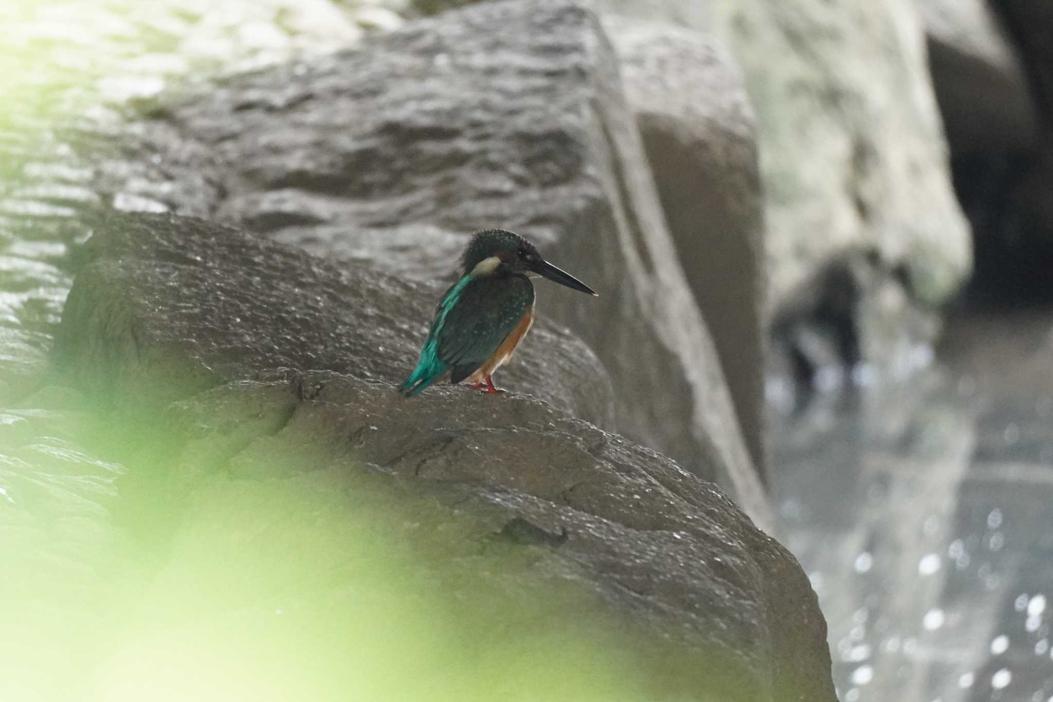 埼玉県 カワセミの写真 by どばと