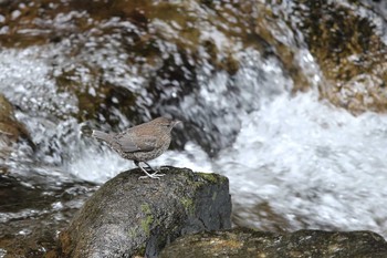 Brown Dipper ふれあいの森日向キャンプ場 Sun, 4/23/2017