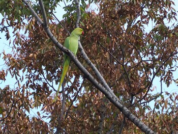 ワカケホンセイインコ 石神井公園 2021年10月9日(土)