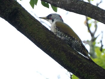 2021年10月9日(土) 石神井公園の野鳥観察記録