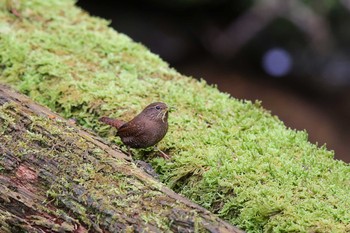 Sun, 4/23/2017 Birding report at ふれあいの森日向キャンプ場