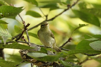 Eastern Crowned Warbler 猪名川公園 Fri, 10/8/2021