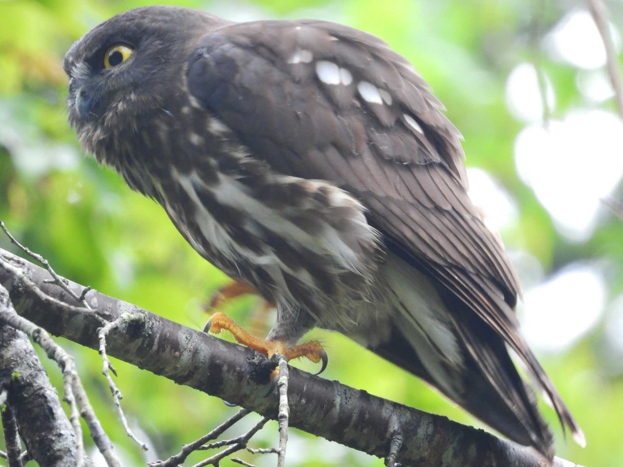 青葉山公園 アオバズクの写真 by ぴーさん