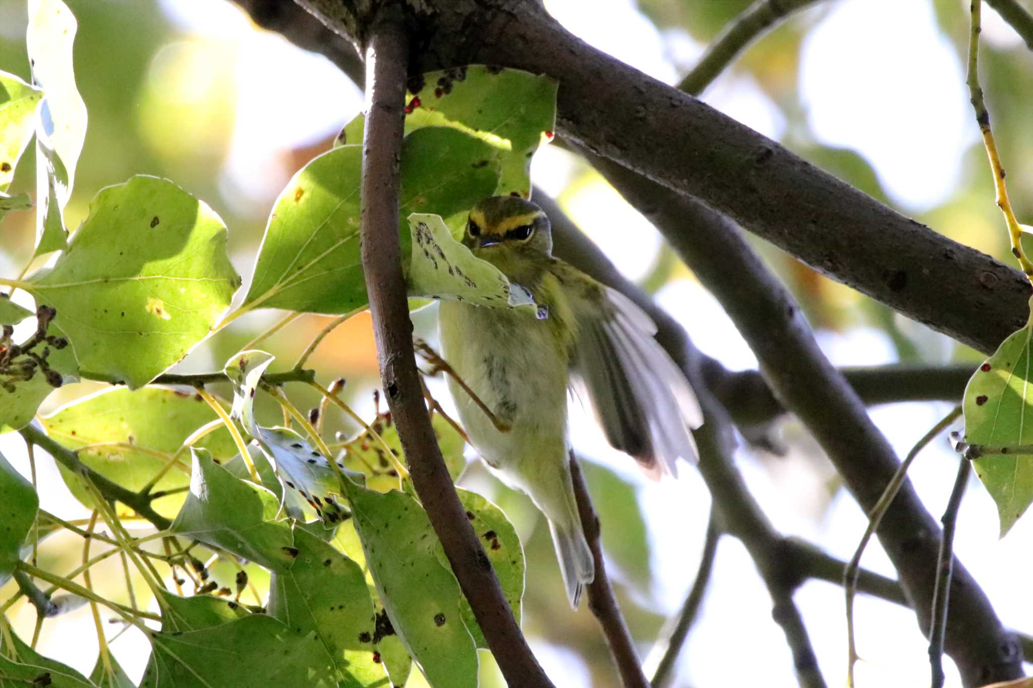 Photo of Pallas's Leaf Warbler at 和田堀公園 by とみやん