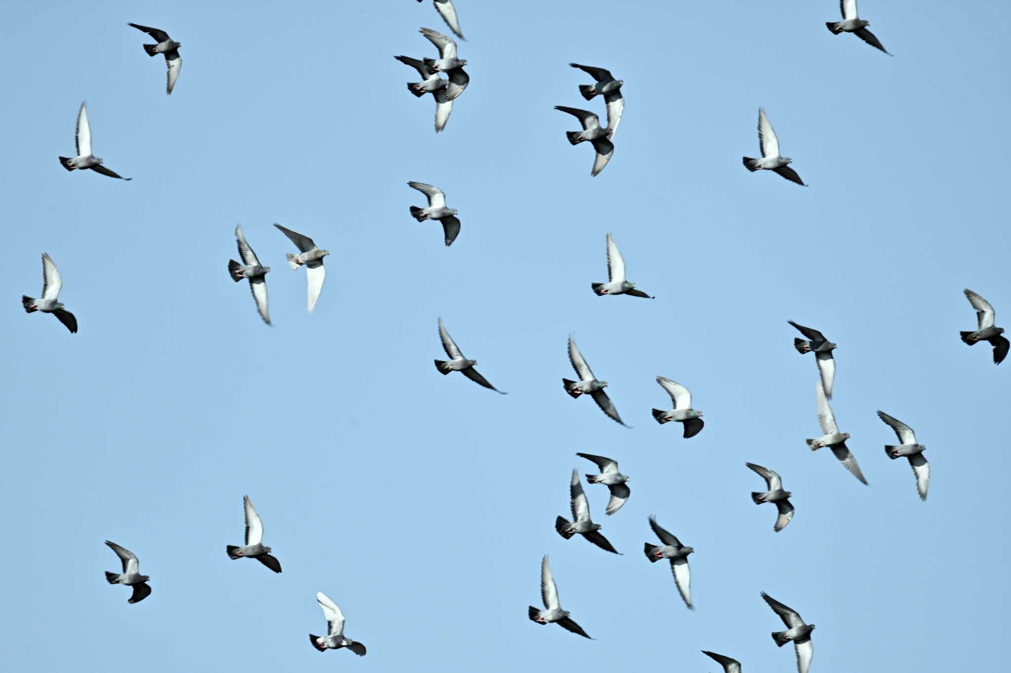 Photo of Rock Dove at 札幌 by North* Star*