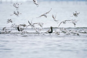 ミユビシギ ふなばし三番瀬海浜公園 2021年8月31日(火)