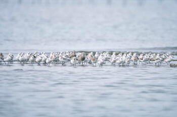 ミユビシギ ふなばし三番瀬海浜公園 2021年8月31日(火)