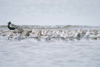 ミユビシギ ふなばし三番瀬海浜公園 2021年8月31日(火)