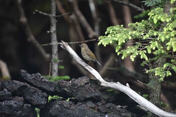 Red-flanked Bluetail 富士山奥庭 Fri, 7/16/2021