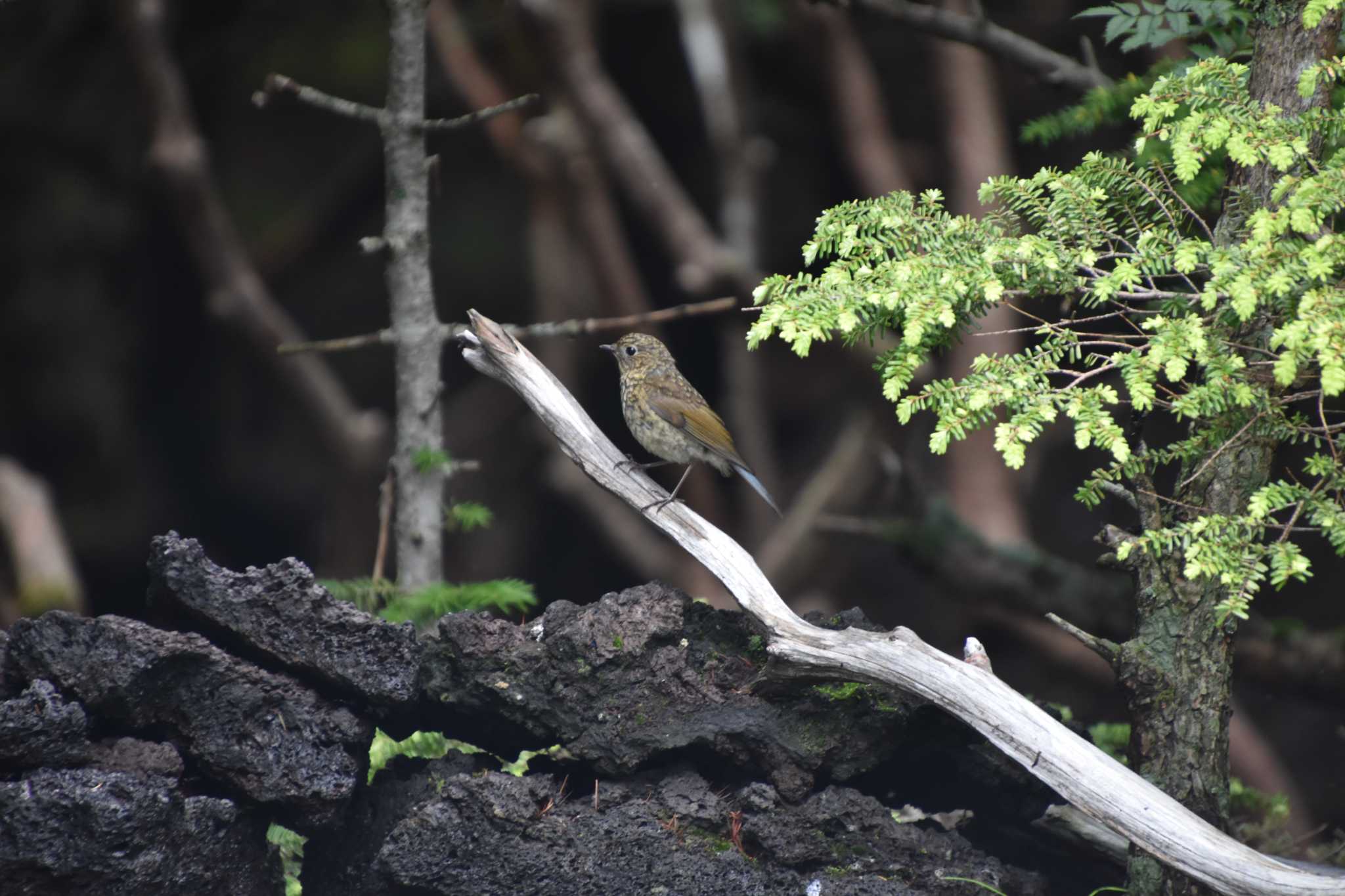 Photo of Red-flanked Bluetail at 富士山奥庭 by AK1952