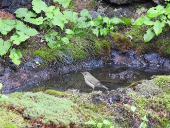 Japanese Leaf Warbler 富士山奥庭 Fri, 7/16/2021