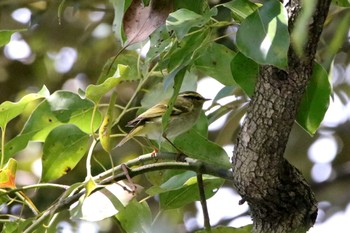 Pallas's Leaf Warbler 和田堀公園 Wed, 4/12/2017