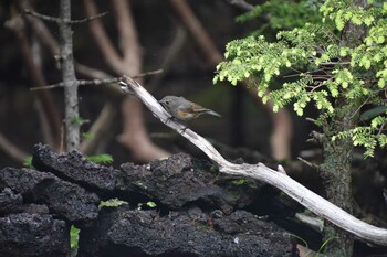 Red-flanked Bluetail 富士山奥庭 Fri, 7/16/2021