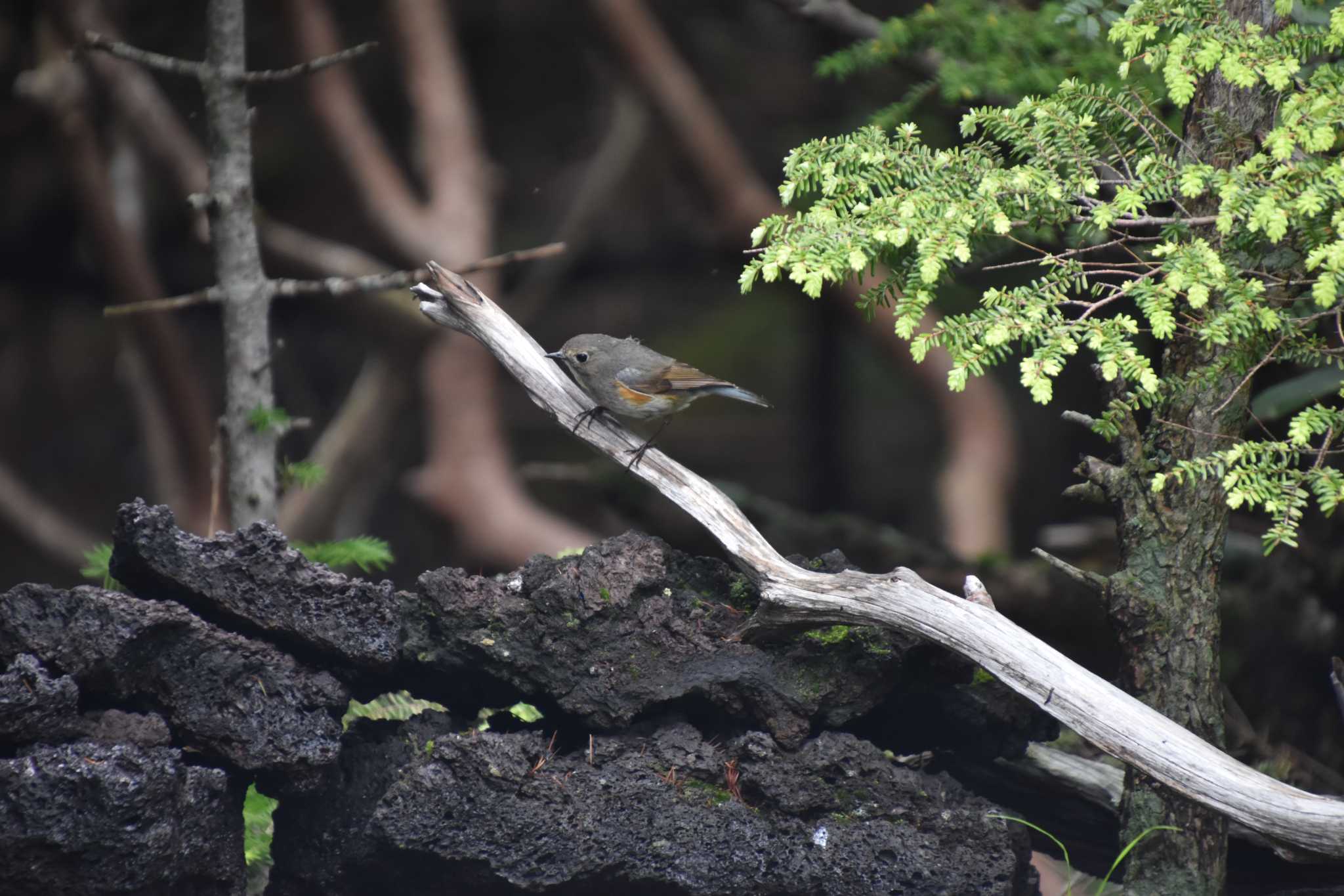 Photo of Red-flanked Bluetail at 富士山奥庭 by AK1952