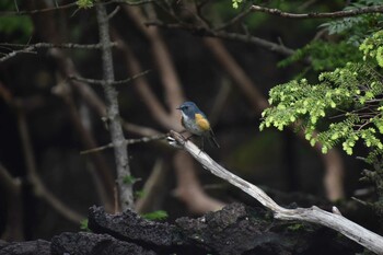 Red-flanked Bluetail 富士山奥庭 Fri, 7/16/2021