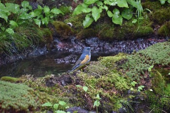 Red-flanked Bluetail 富士山奥庭 Fri, 7/16/2021