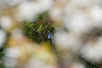 オオルリ ヤビツ峠 2017年4月26日(水)