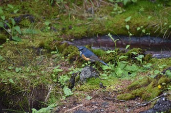 Red-flanked Bluetail 富士山奥庭 Fri, 7/16/2021