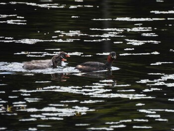 Little Grebe Shiretoko Goko Lakes Tue, 9/21/2021