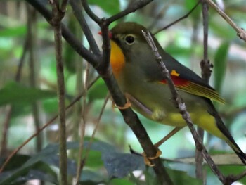 ソウシチョウ 海上の森 2021年10月9日(土)