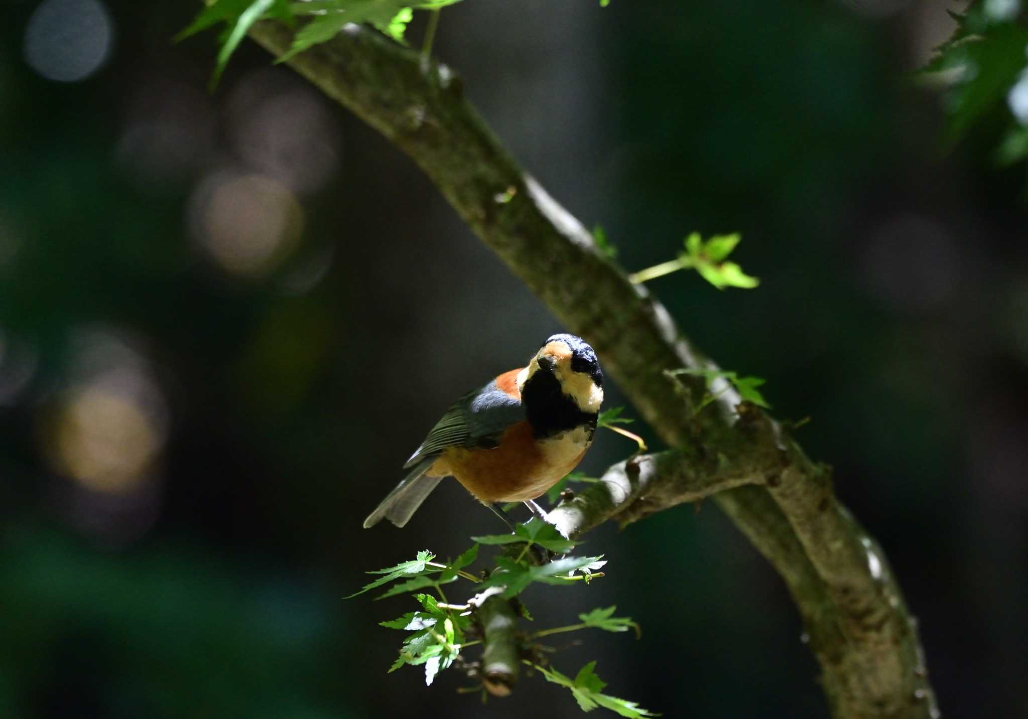 Photo of Varied Tit at 西湖野鳥の森公園 by 塩コンブ