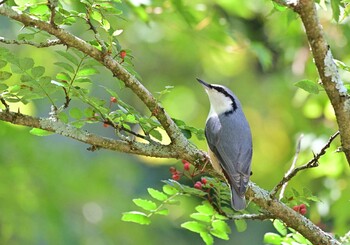 Eurasian Nuthatch 西湖野鳥の森公園 Thu, 9/23/2021