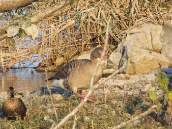 Greylag Goose 稲美町加古大池 Sat, 10/9/2021