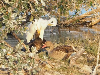 Greylag Goose 稲美町加古大池 Sat, 10/9/2021