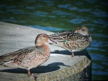 2021年10月9日(土) 奈良県天理市の野鳥観察記録