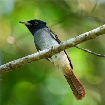 Amur Paradise Flycatcher シンガポール植物園 2021年10月9日(土)