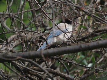 Azure-winged Magpie Shakujii Park Sat, 10/9/2021