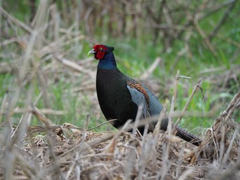 Green Pheasant 北浅川 Thu, 4/27/2017