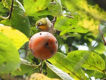 Warbling White-eye Shakujii Park Sat, 10/9/2021