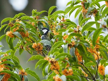 Japanese Tit Shakujii Park Sat, 10/9/2021