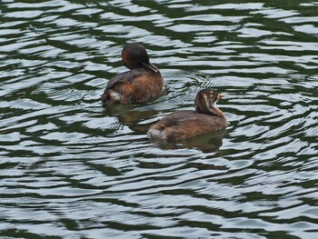 Little Grebe Shakujii Park Sat, 10/9/2021