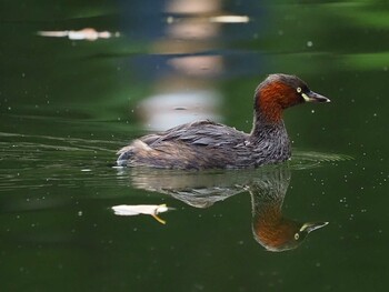 カイツブリ 石神井公園 2021年10月9日(土)